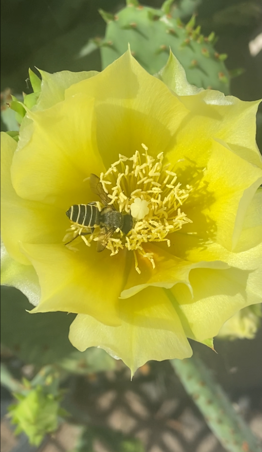 Eastern Prickly Pear, Opuntia humifusa