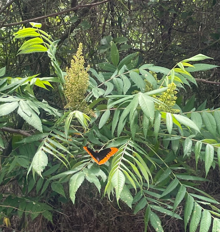 Smooth Sumac, Rhus glabra