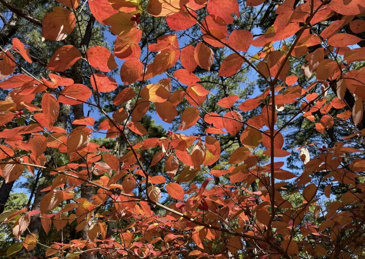 FloweringDogwood (1).PNG