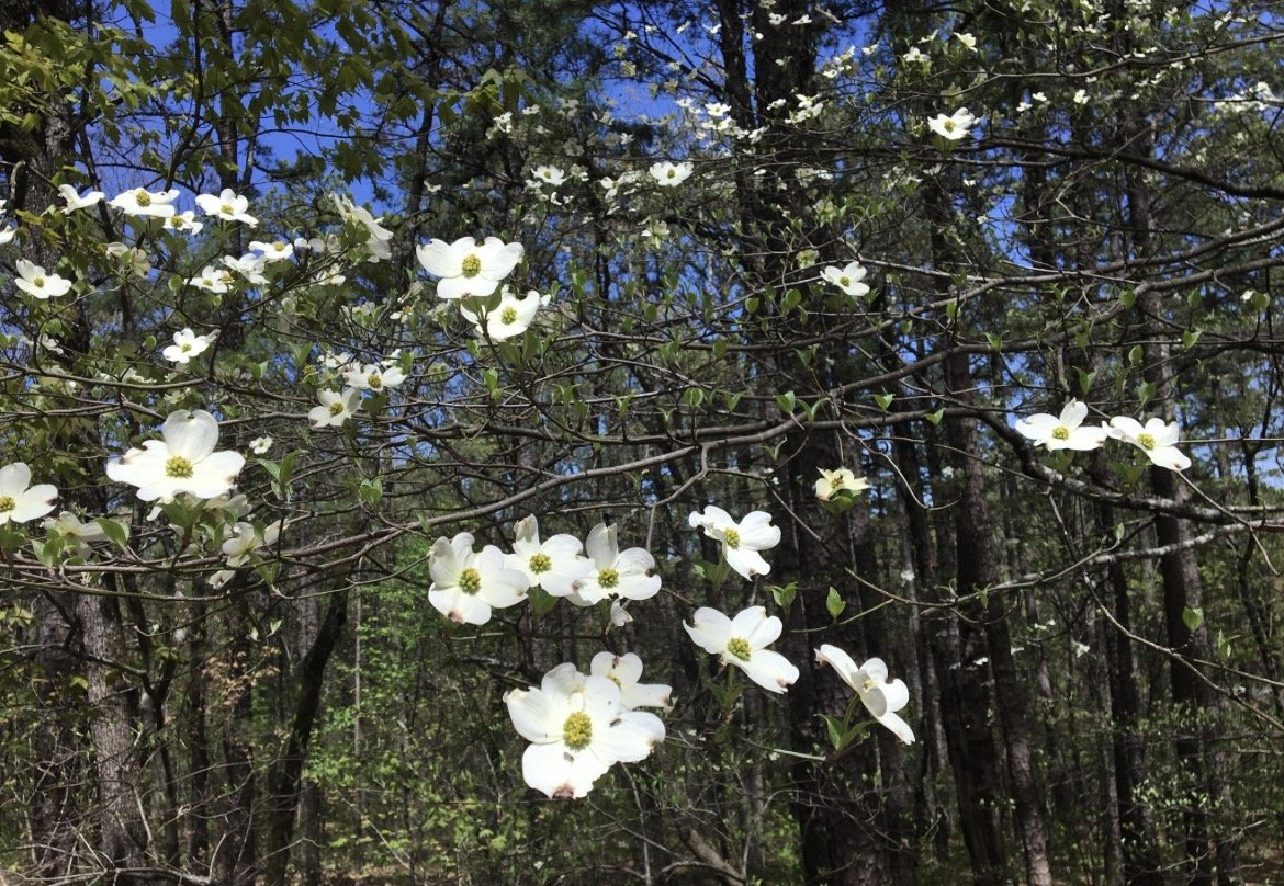 Flowering Dogwood, Cornus Florida