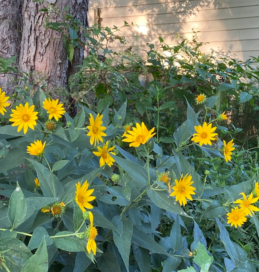 Hairy Sunflower, Helianthus hirsutus