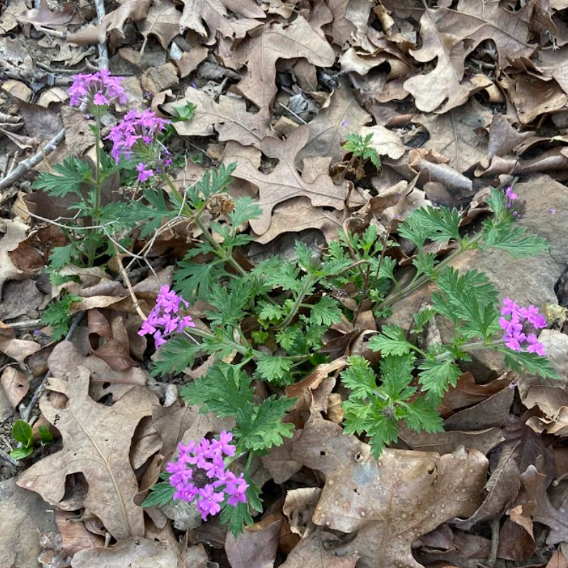Rose Verbena, Verbena canadensis