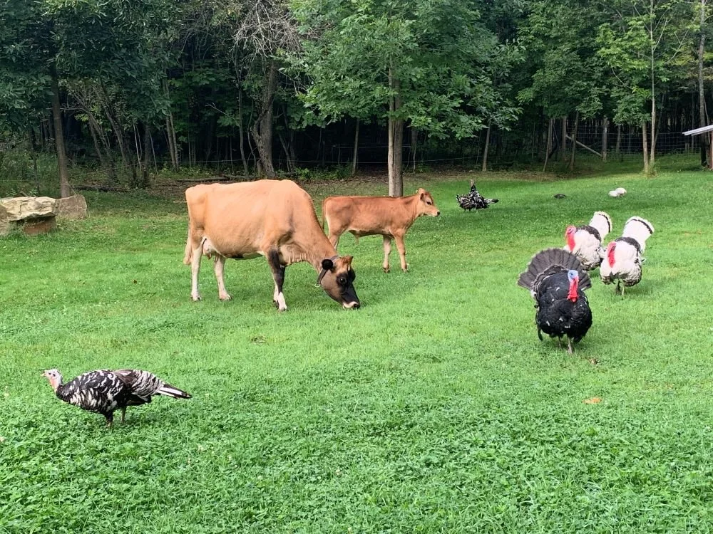 A farm scene with cows and turkeys on green grass. Old Roots Homestead. The foundation of living holistically. Ayurbeing's foundation. health, wellness. Circadian rhythm. balance. herbal and milk products. Artisan products. Ayurveda