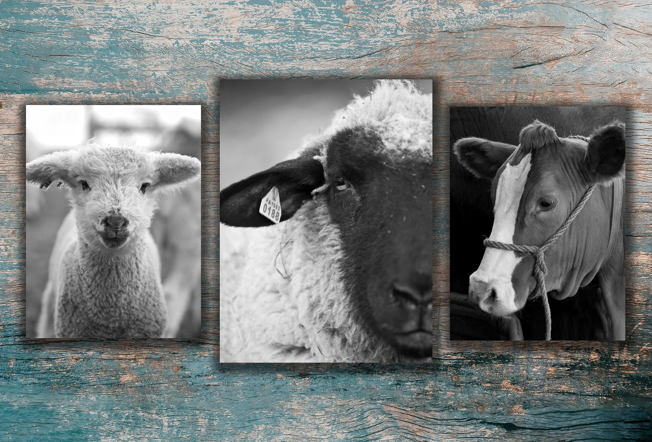 ICP_Farm Friends copy 2.jpg