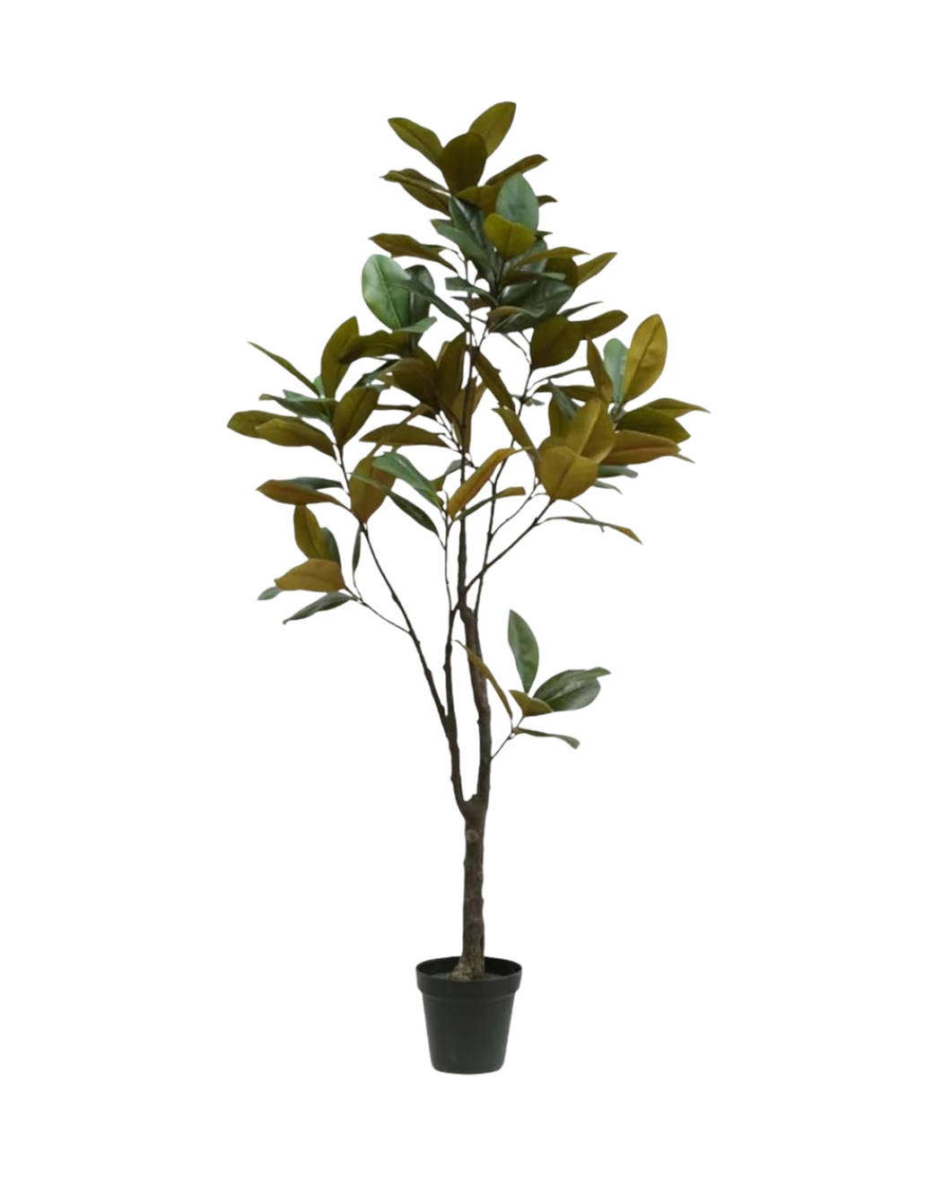 A potted indoor magnolia tree with green leaves and brown stems.