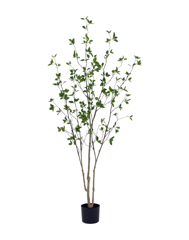 A potted plant with multiple green leaves and branches against a multi-colored glitch background.