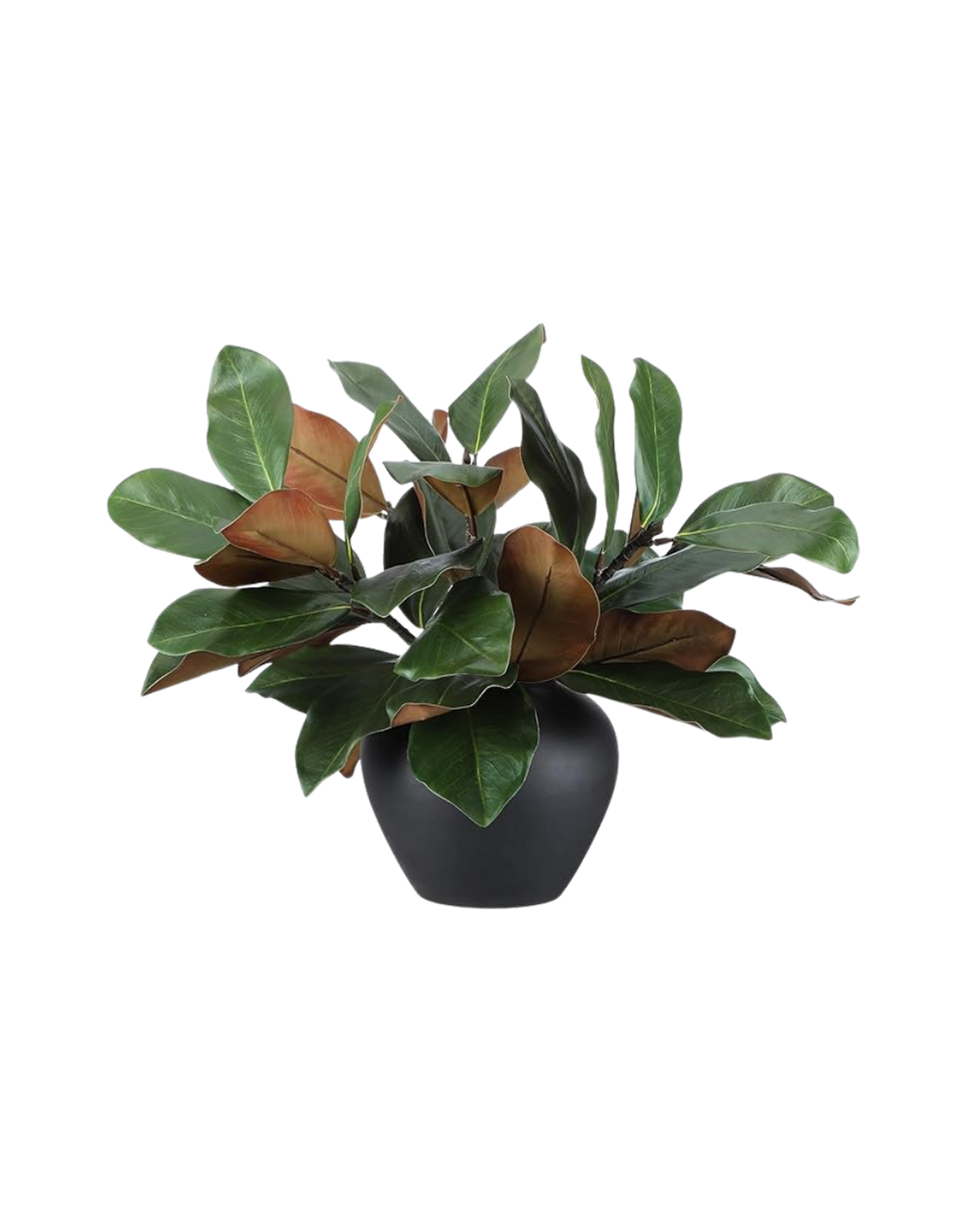 A potted plant with large, glossy green leaves and some brown leaves in a black round vase.