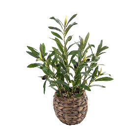 RATTAN OLIVE TREE