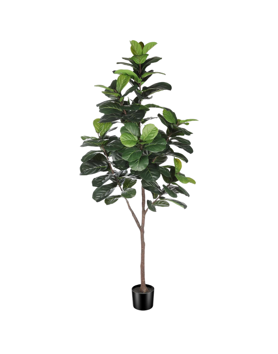 A potted green leafy indoor plant with dark green and lighter green leaves.