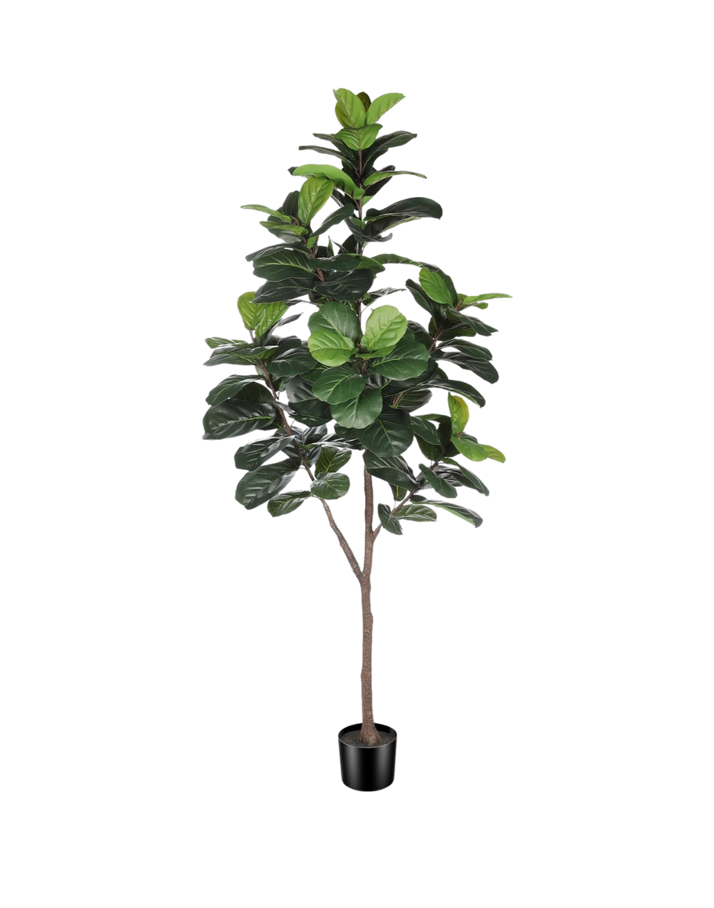 Indoor potted ficus tree with dark green leaves.