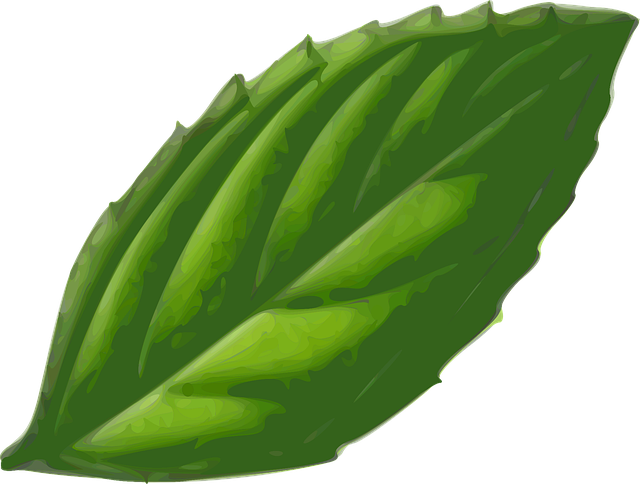 Grünes Blatt einer Pflanze