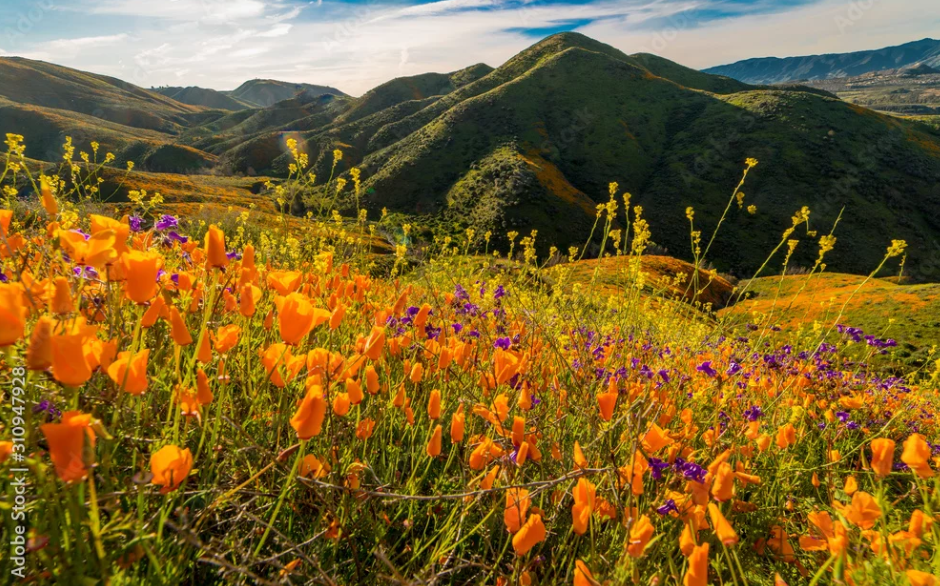 CA Climate Change Leadership