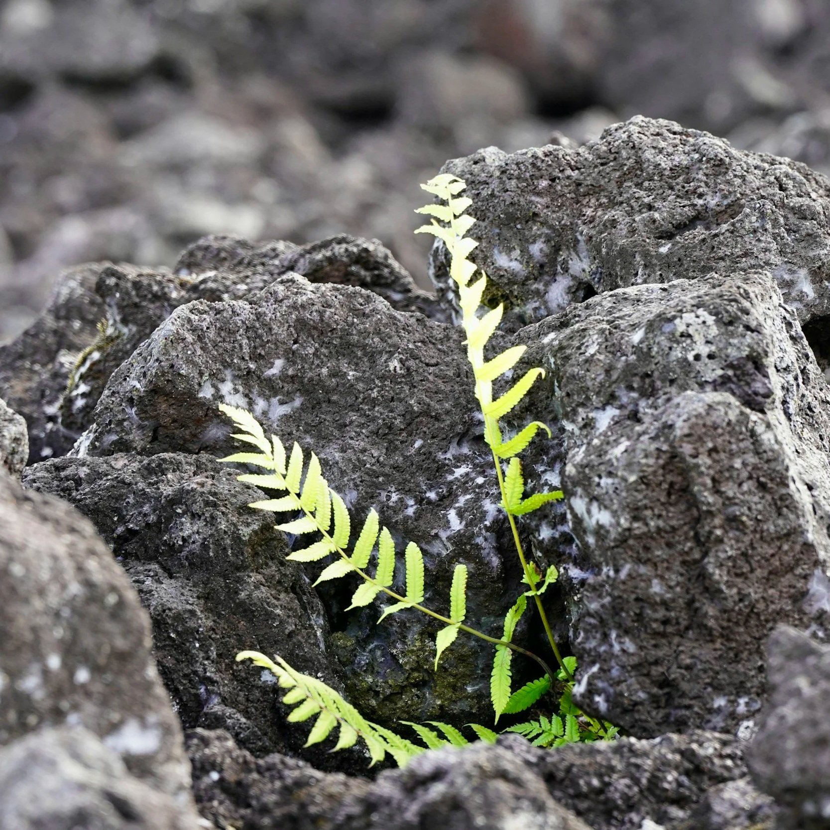 Leaf growing through rock