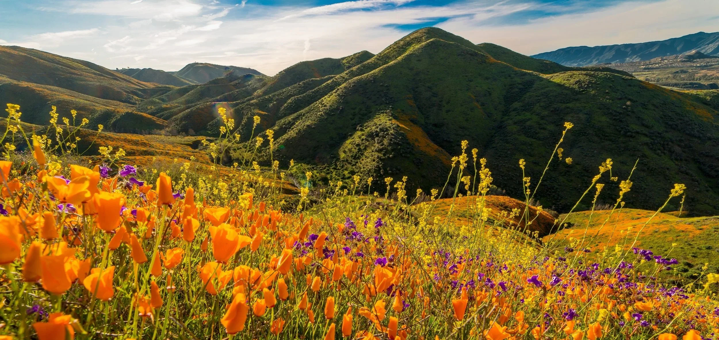 Vivid wildflowers, including orange California poppies and purple flowers, in a lush green valley with rolling hills and mountains in the background under a partly cloudy sky.