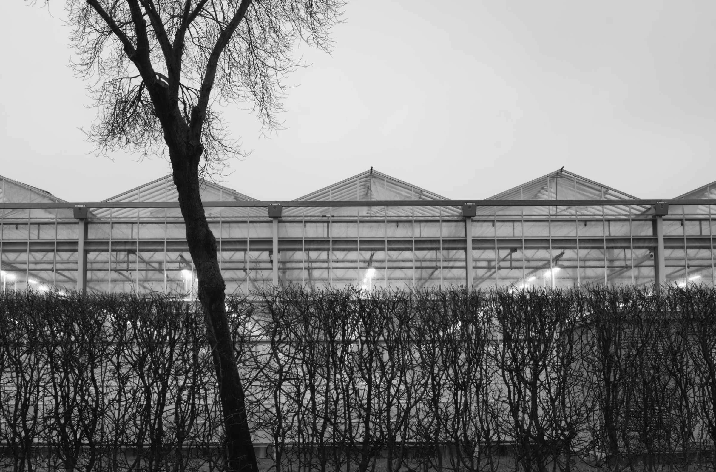 DSCF4726-fin lores.jpg