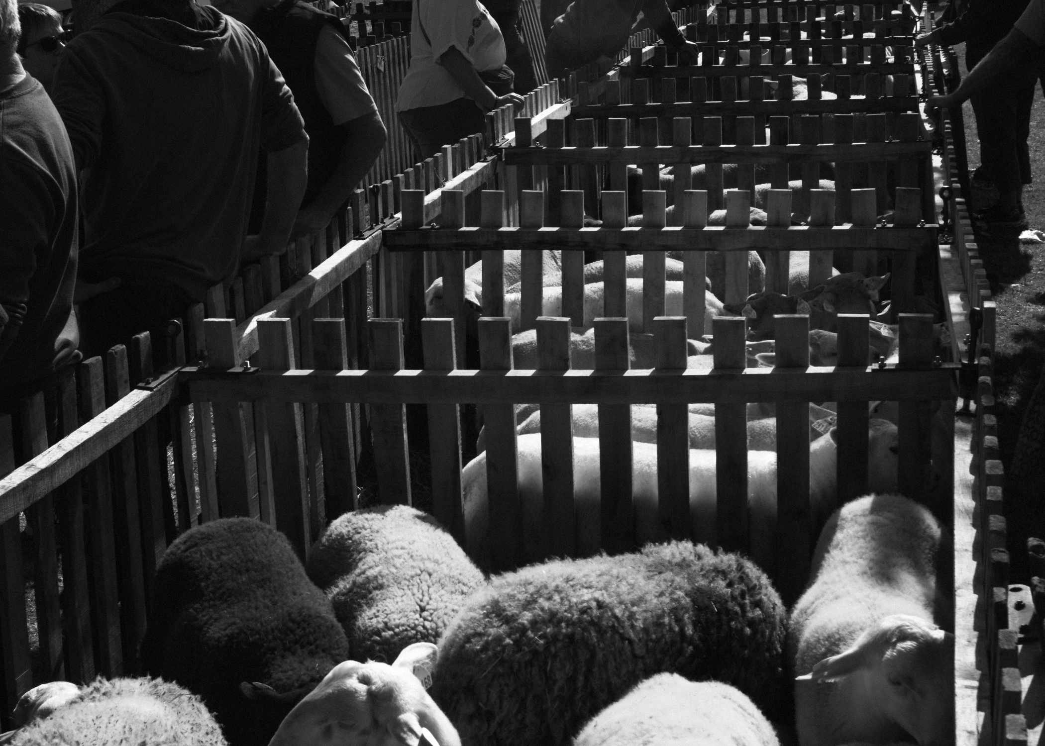 Cattle market (Bonnat - France)