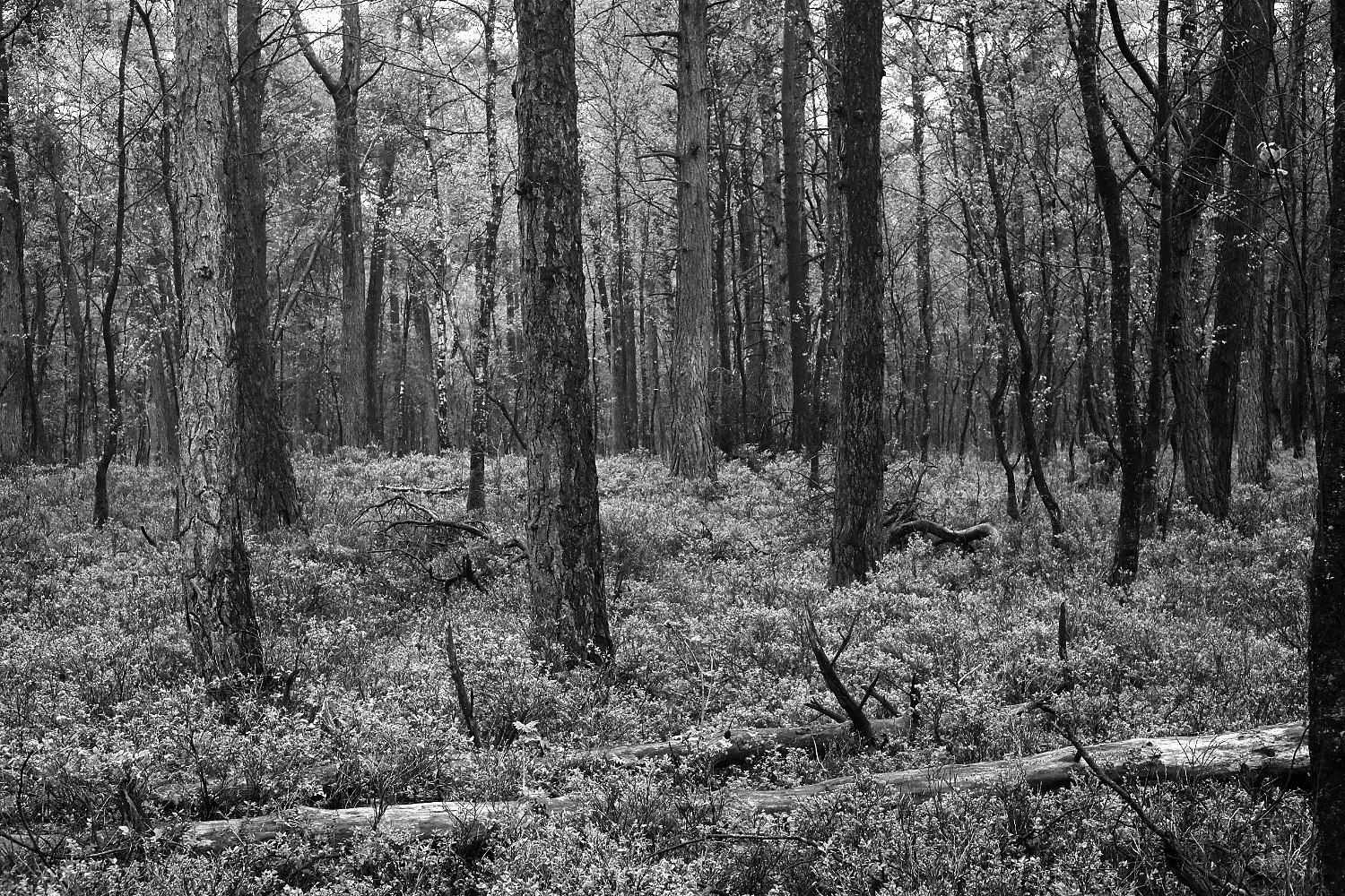 Woods (Veluwe - Netherlands)