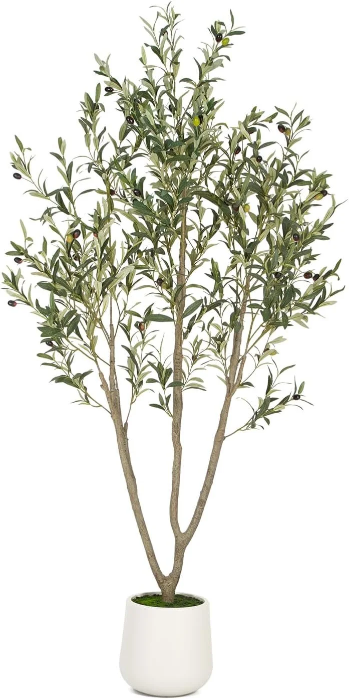 Olive tree
