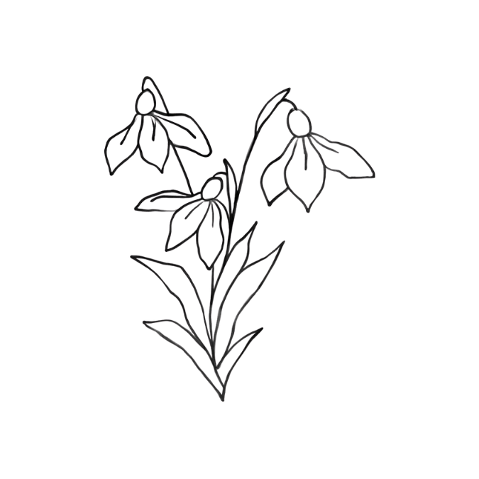 Line illustration of snowdrop flowers, a traditional Imbolc symbol representing early emergence and seasonal transition.