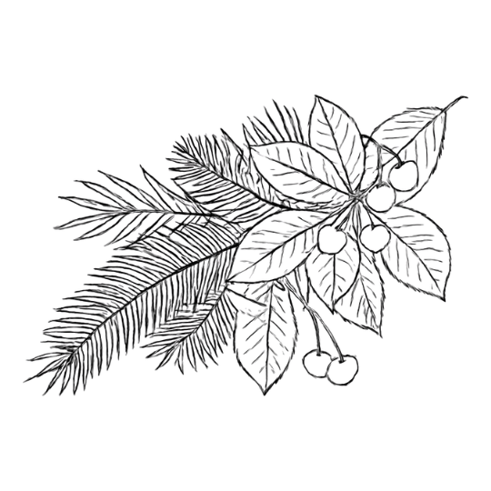 Evergreen branch with berries symbolizing resilience, continuity, and life during Yule