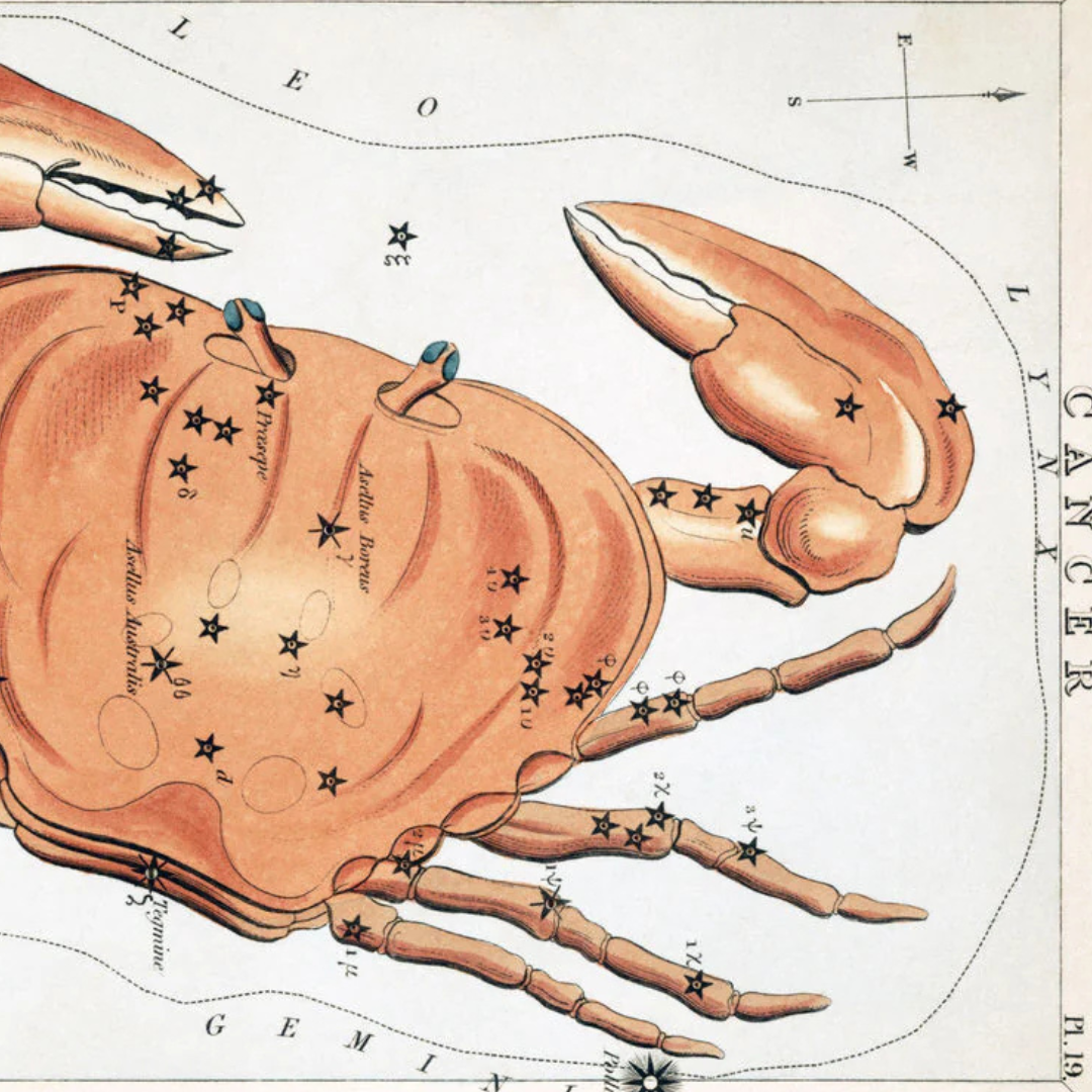 Vintage astronomical illustration of the Cancer constellation depicted as a crab with labeled stars and celestial coordinates.