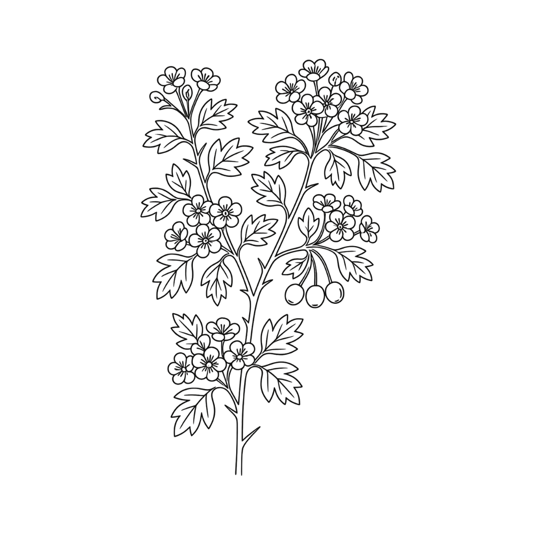 Illustration of hawthorn blossoms and leaves, a traditional plant associated with Beltane and early May flowering