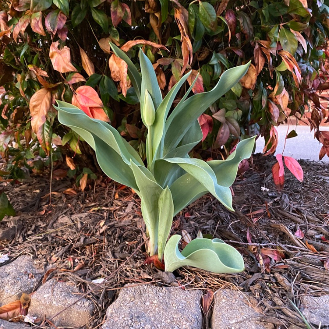 Tulip plant emerging from the soil in early spring garden, symbolizing growth, renewal, and seasonal transition during Ostara and the Spring Equinox.