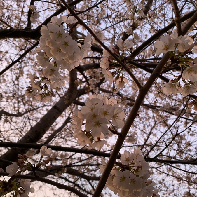 Cherry blossoms blooming on tree branches in early spring, reflecting seasonal emergence and the energy of Ostara and the Spring Equinox.