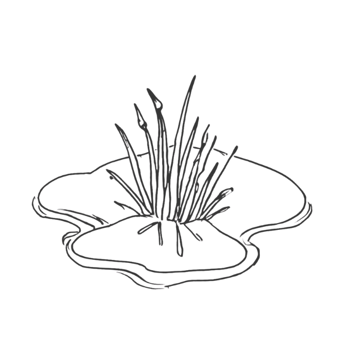 Line illustration symbolizing emergence and growing light, reflecting Imbolc themes of subtle change and early renewal.