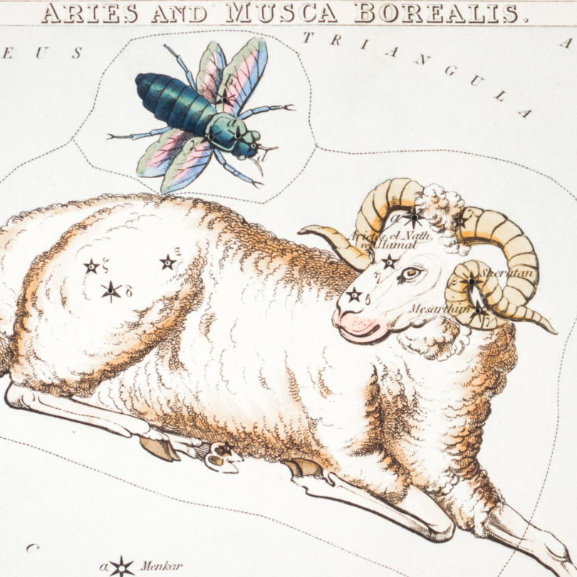 Vintage astronomy illustration of the Aries constellation depicted as a ram with labeled stars and the nearby Musca Borealis constellation.