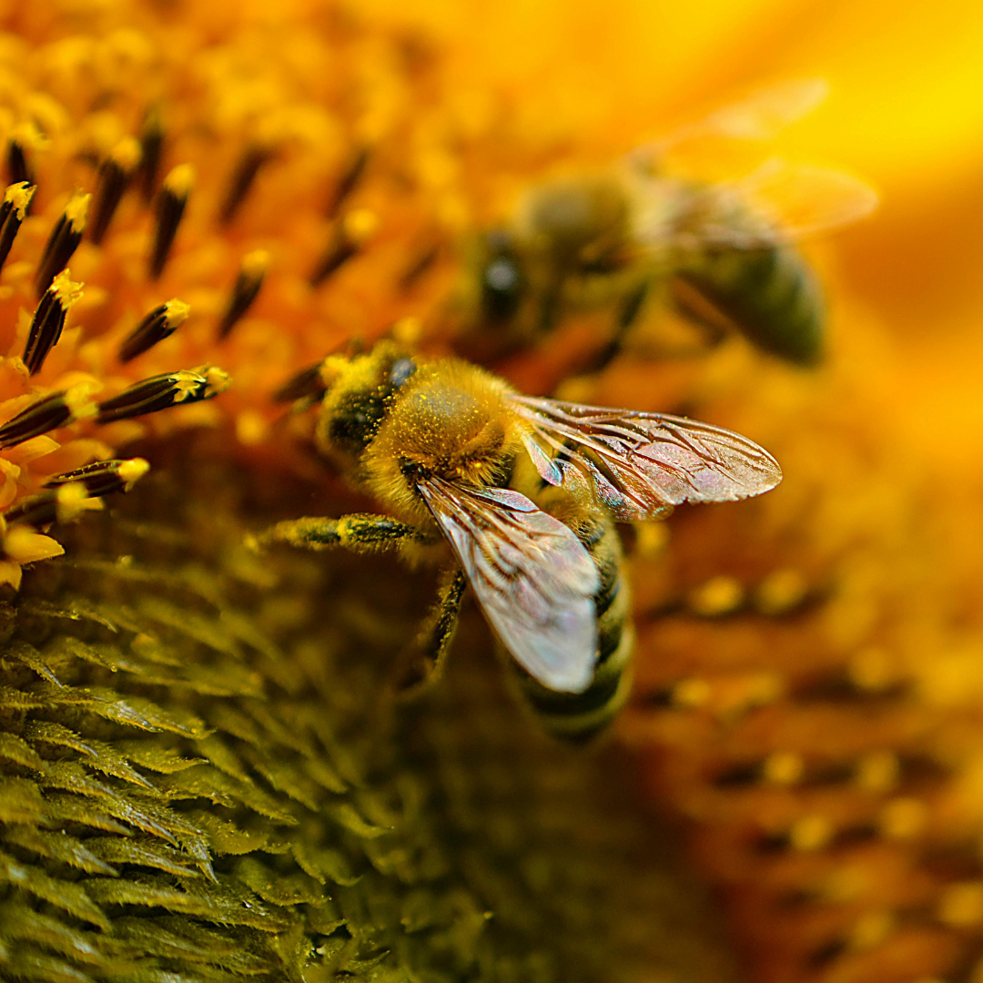 Bee gathering pollen from a summer flower, representing pollinators, abundance, and the interconnectedness of the natural world at midsummer.
