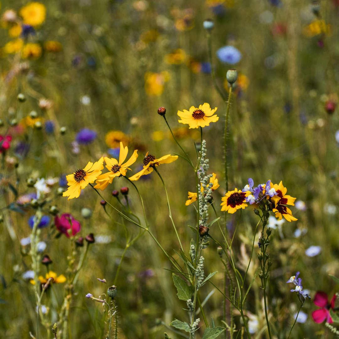 Wildflower meadow in bloom during midsummer, symbolizing abundance, vitality, and the Summer Solstice.