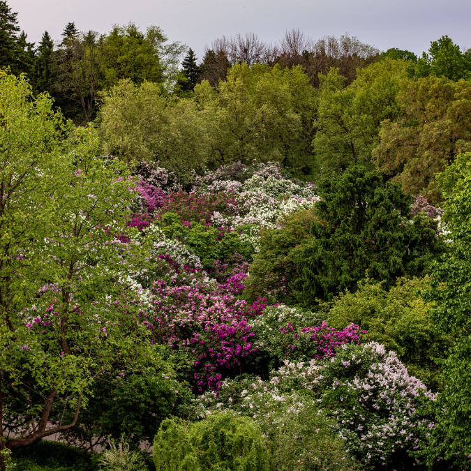 Lush spring landscape filled with flowering trees illustrating seasonal transitions and nature's rhythms.