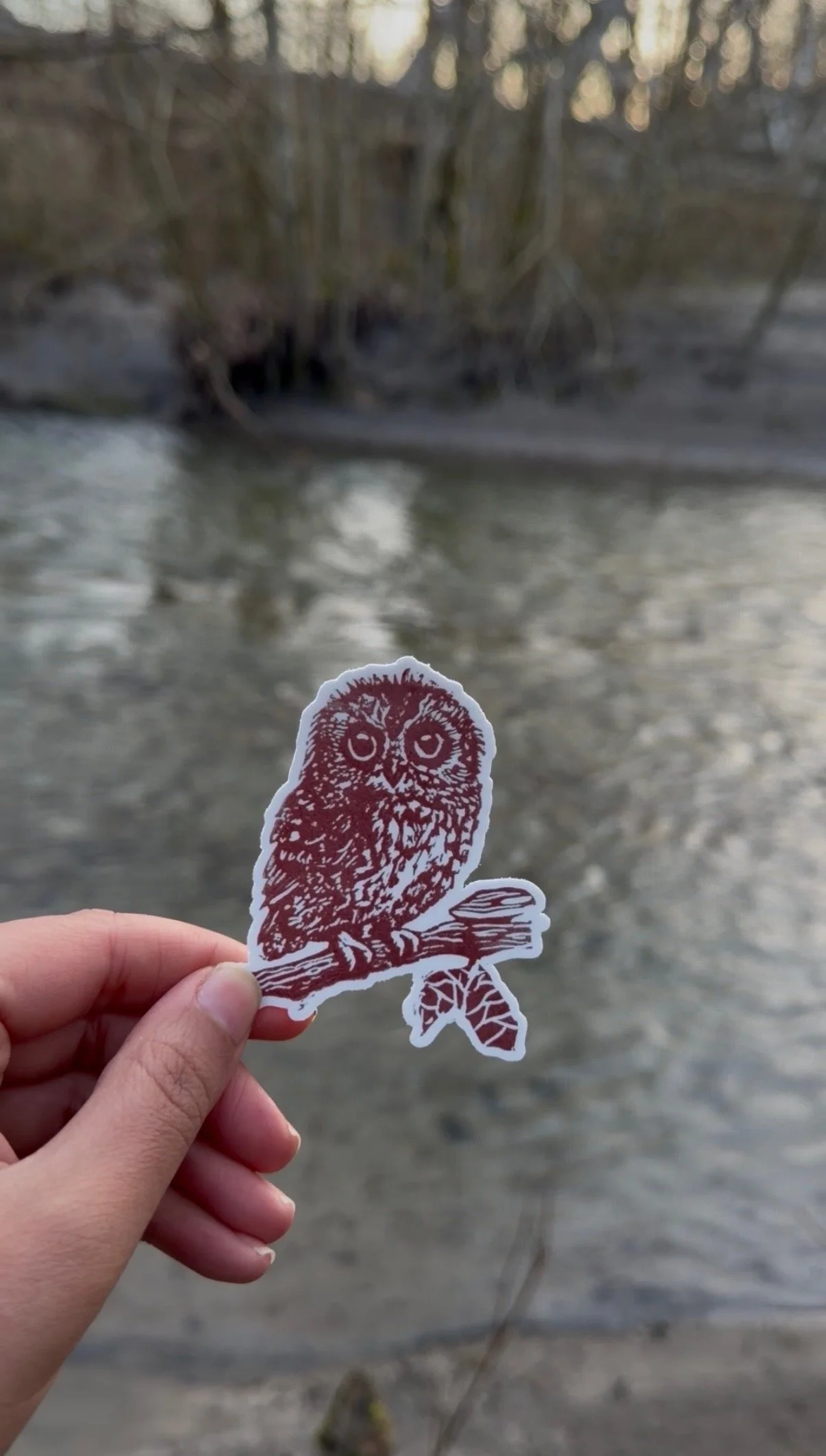 Saw-whet Owl Sticker