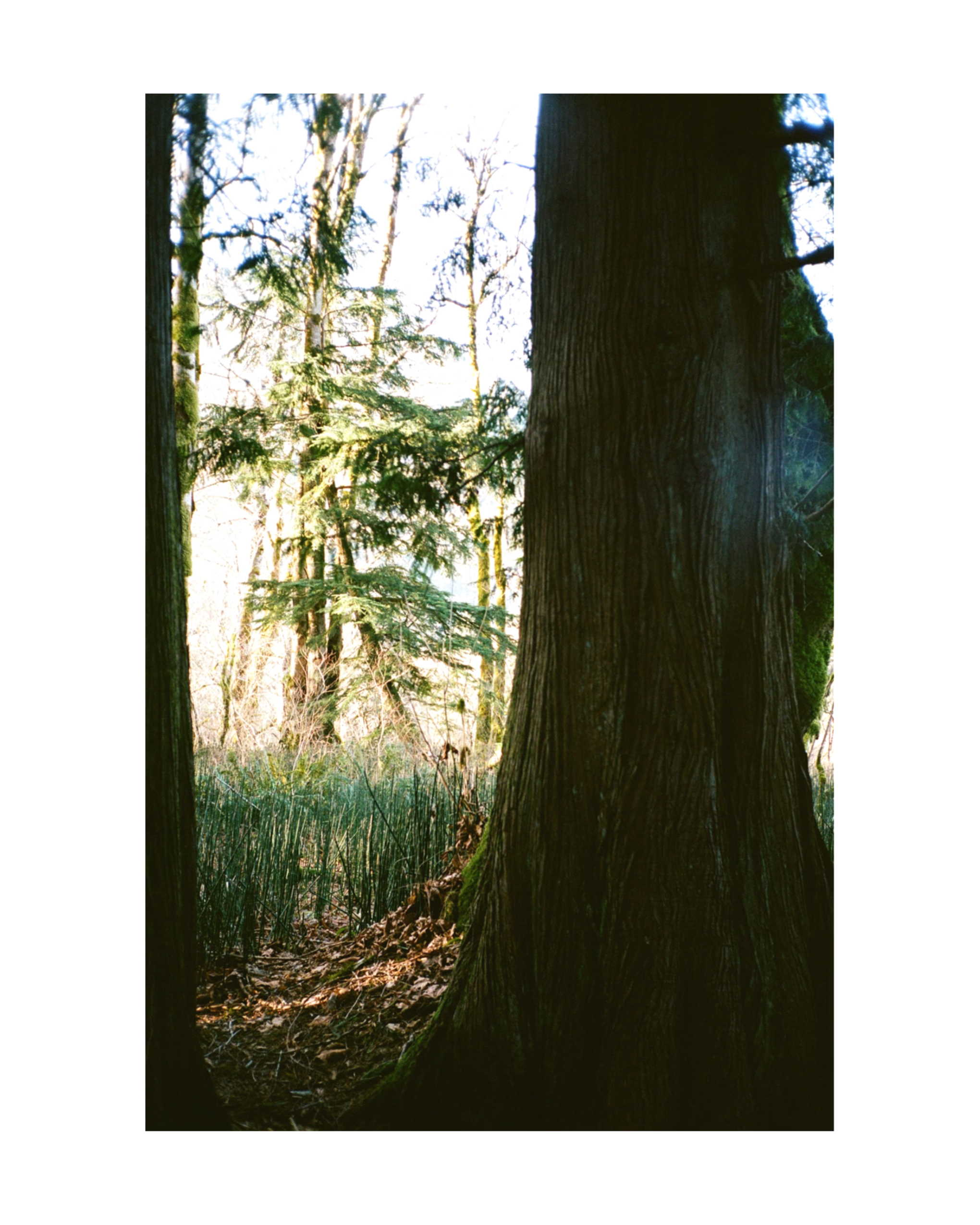 IMG_4186.PNG