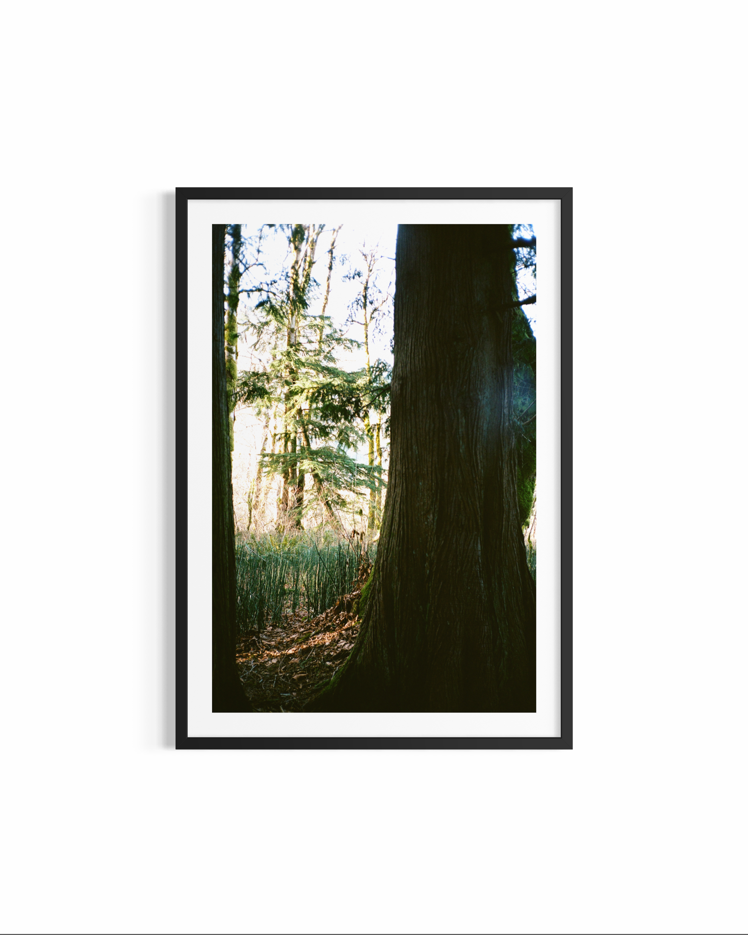 IMG_4067.PNG