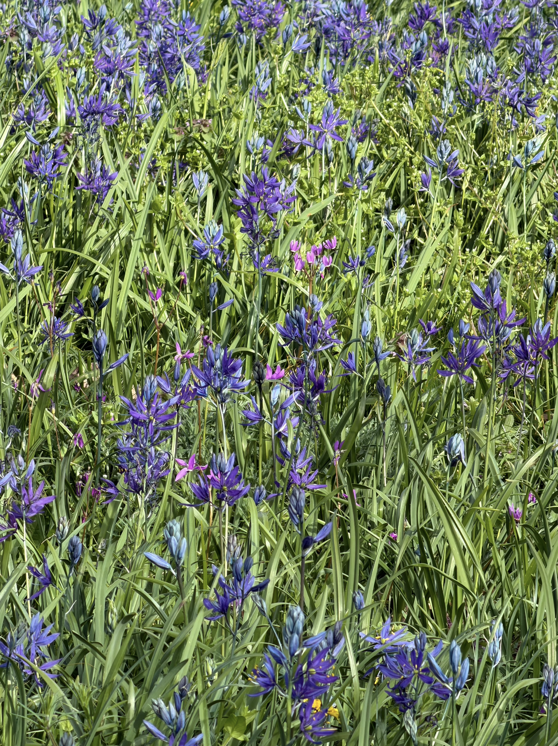 Screenshot 2026-04-14 at 8.32.20 PM.png