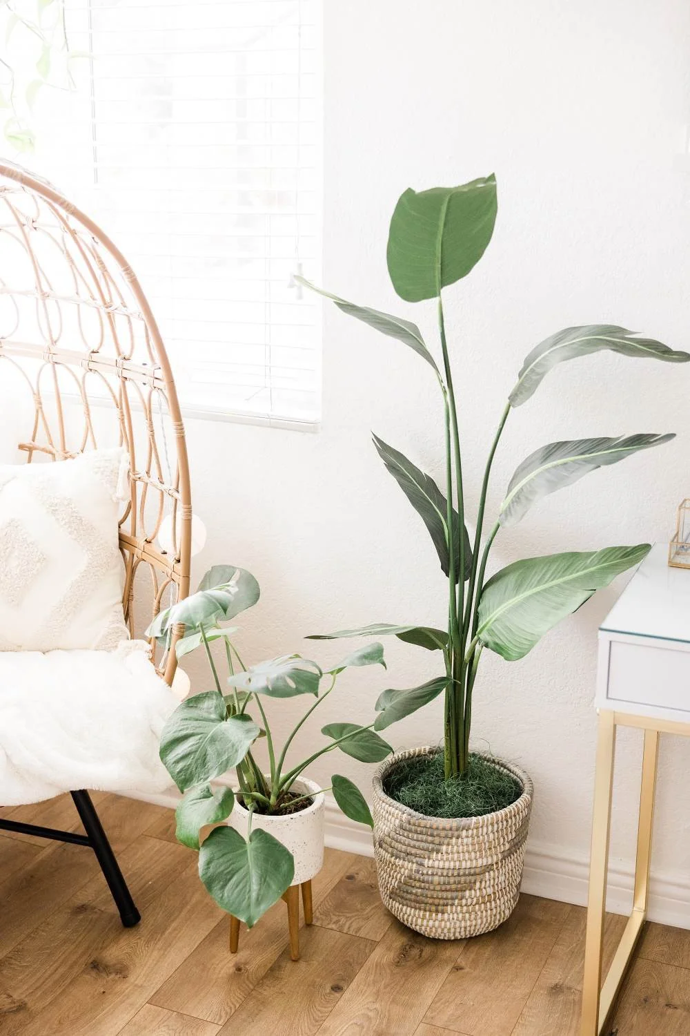 Indoor scene with two large potted tropical plants, one in a woven basket planter and the other in a white and brown pot on a small wooden stand, beside a white bed with a rattan headboard and a fluffy off-white pillow, near a wall with a window with blinds and a glass-top side table.