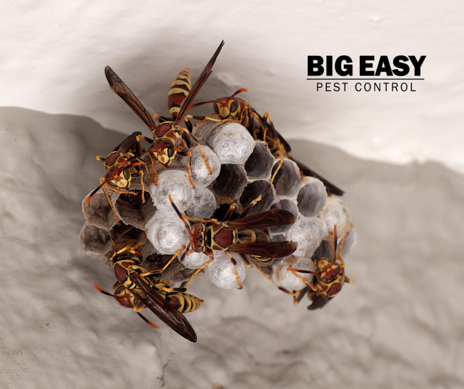 Wasp Nests Around Your Louisiana Home: Why They Keep Coming Back