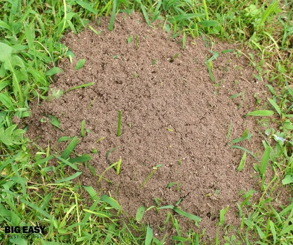 Fire Ants in Louisiana Yards: Why They’re So Aggressive (And How to Stop Them)