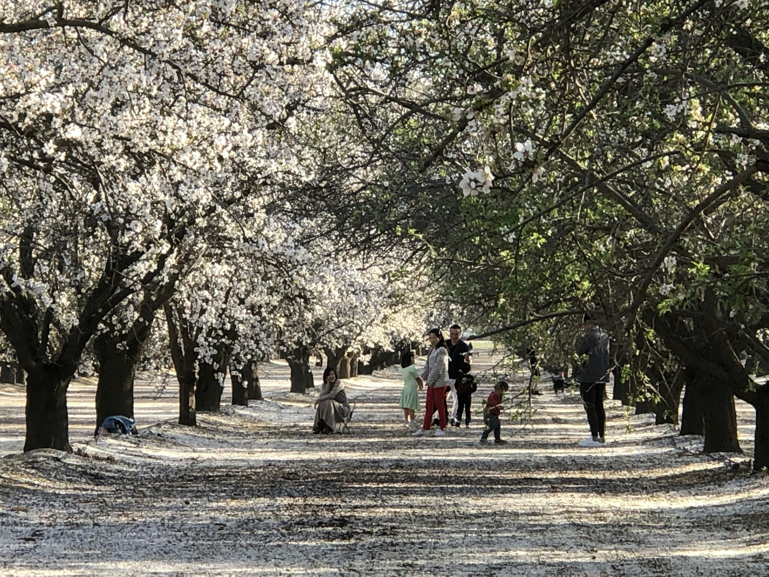 People enjoying a cherry blossom orchard in bloom, with pink and white flowers, greenery, and a gravel pathway.