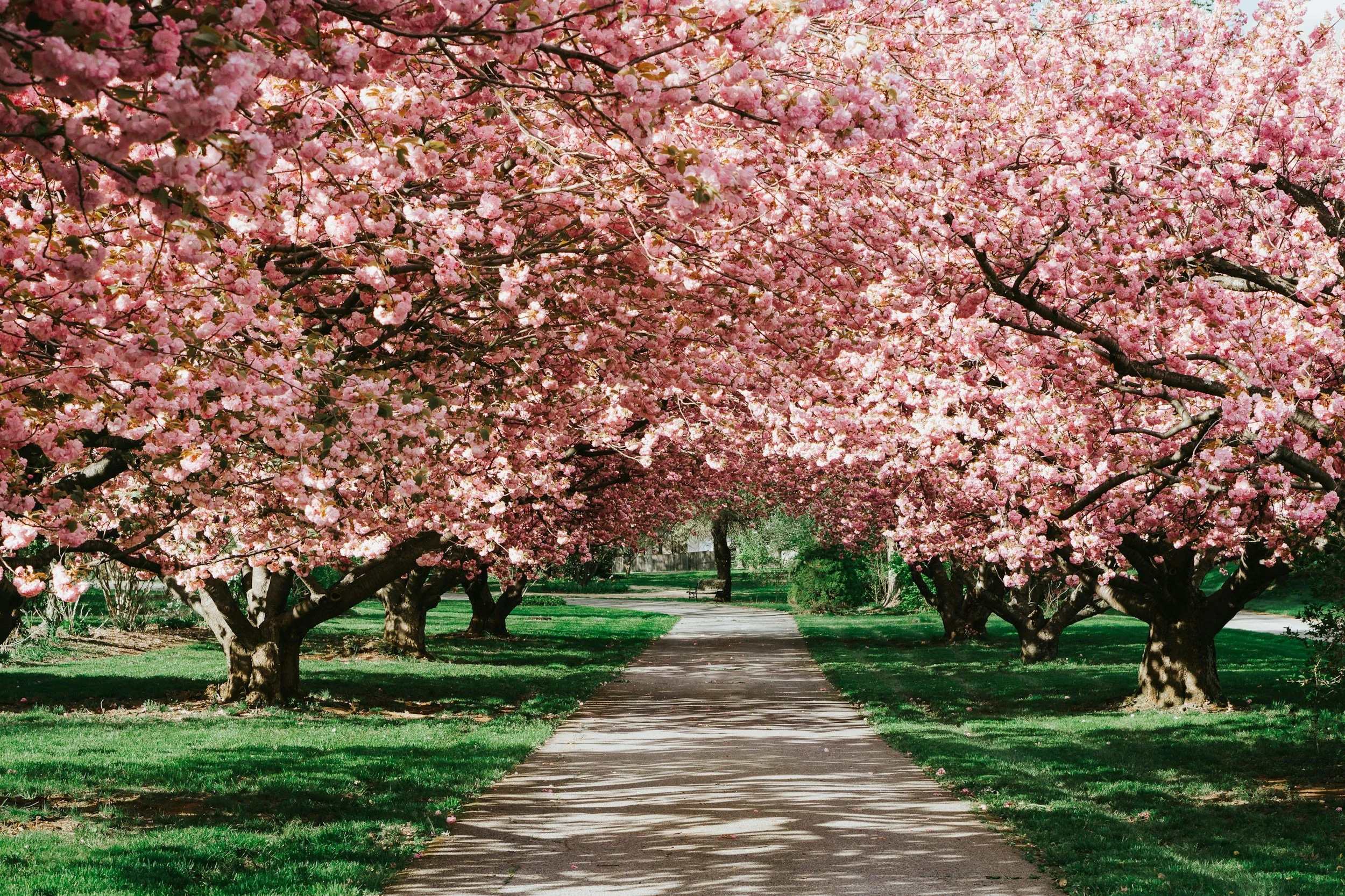 A pathway surrounded by blooming pink cherry blossom trees in a park on a sunny day.