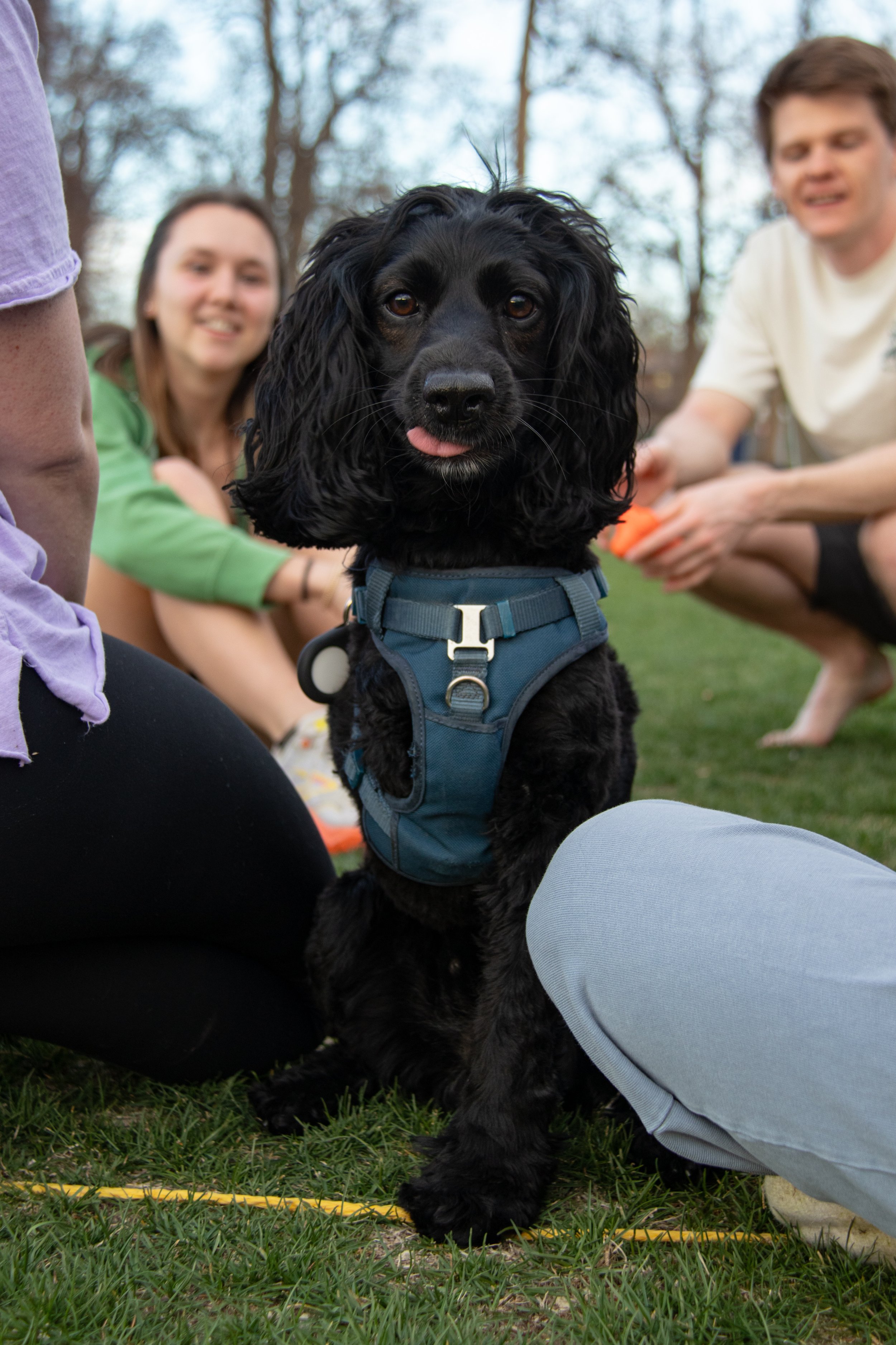 A black Cocker Spaniel puppy with long, floppy ears, wearing a blue harness, sitting on grass with its tongue slightly sticking out, surrounded by people outdoors.