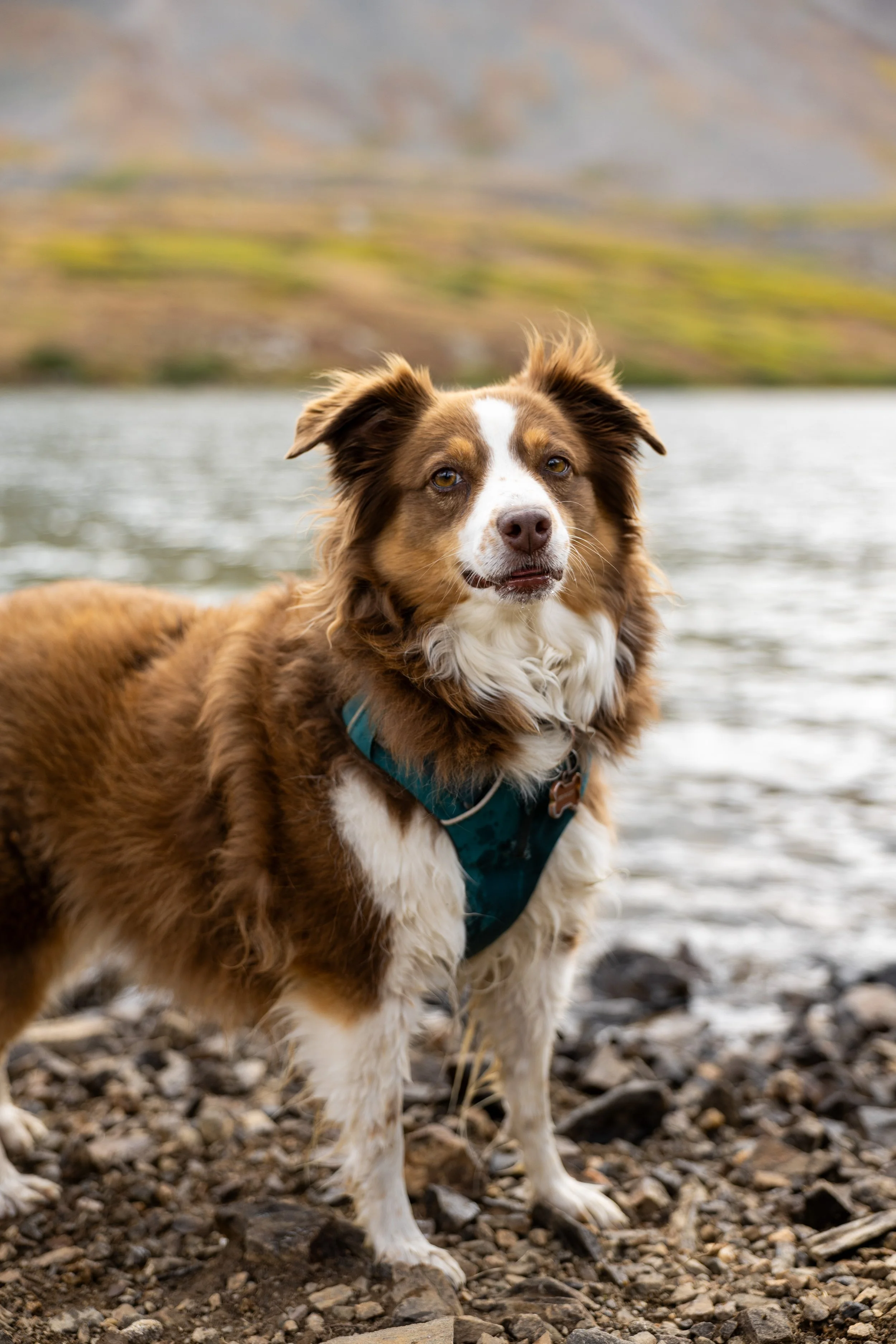 A brown and white dog standing on a rocky lakeshore with a mountain and water in the background.