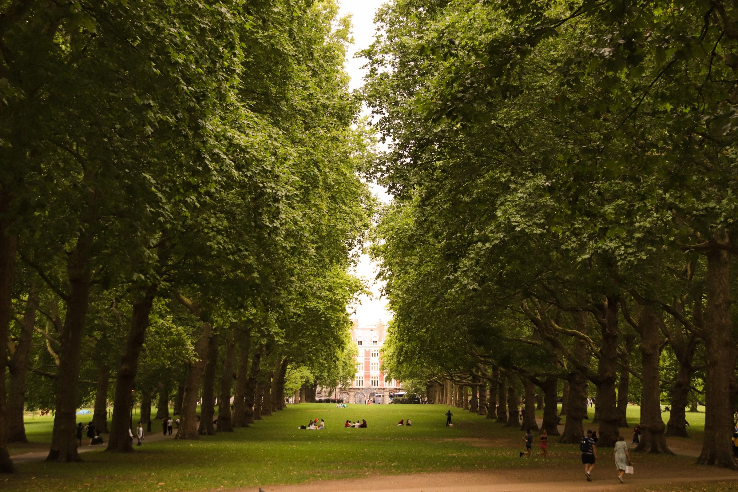 A city park with large green trees lining the sides and a grassy open area in the middle, where people are sitting and walking. A building is visible in the background.