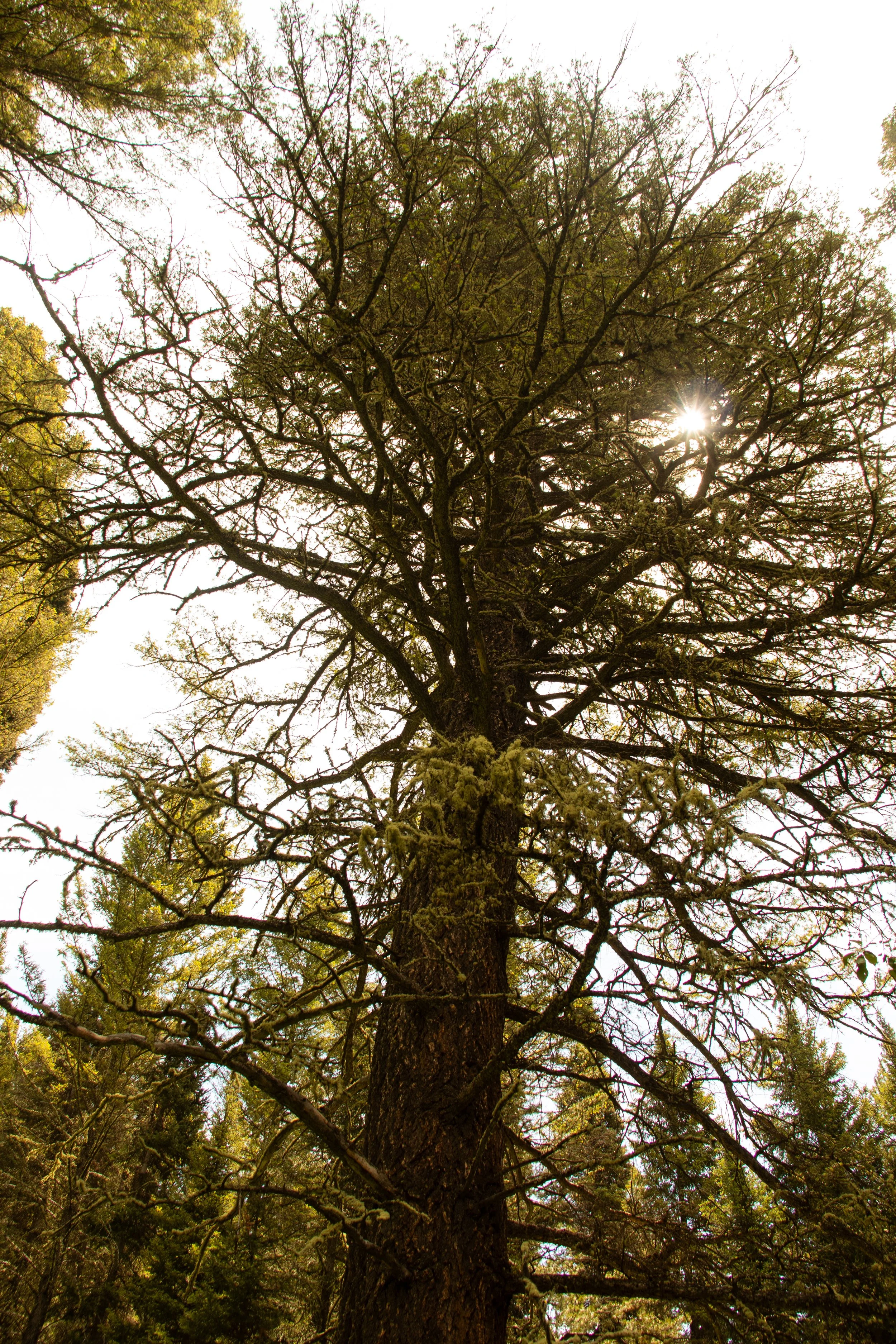 A tall tree with many branches in a forest, with the sun shining through its branches.