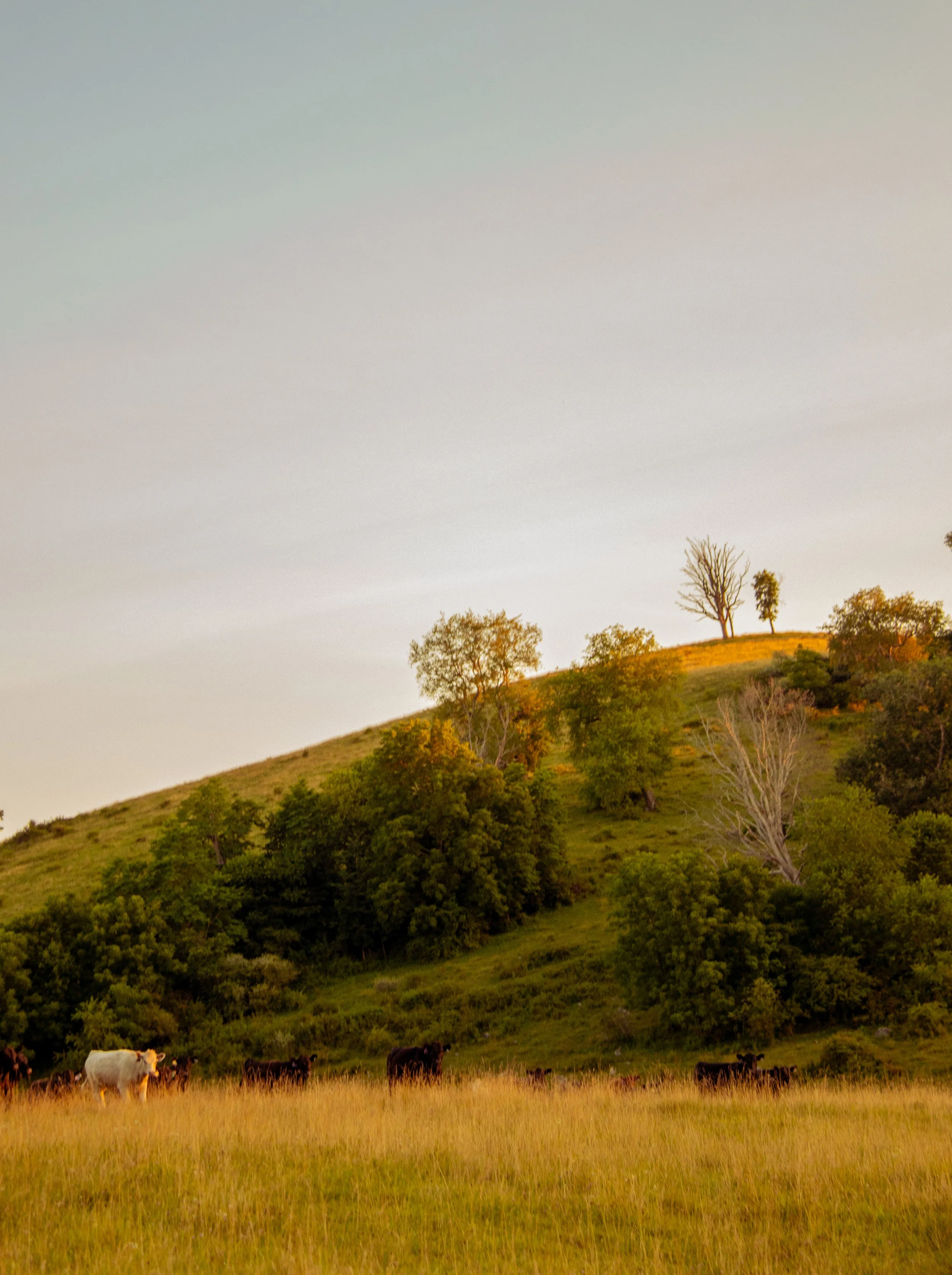 Cows grazing in a grassy field near a hillside with trees, under a clear sky.