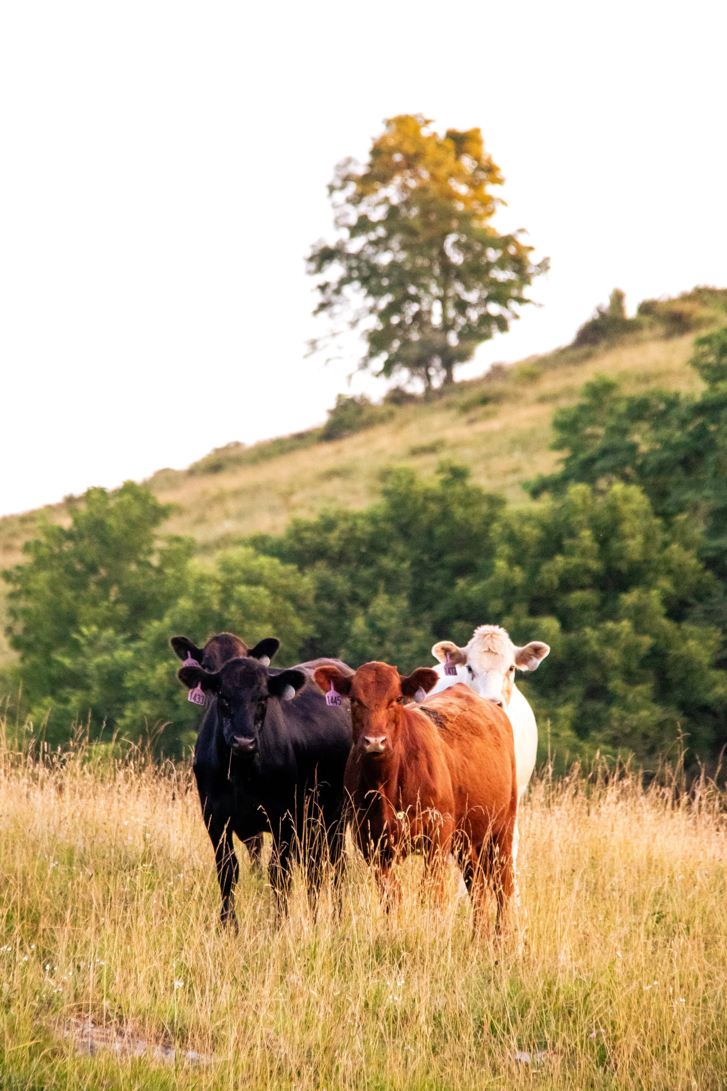 Three cows standing in a grassy field with a hill and a tree in the background.