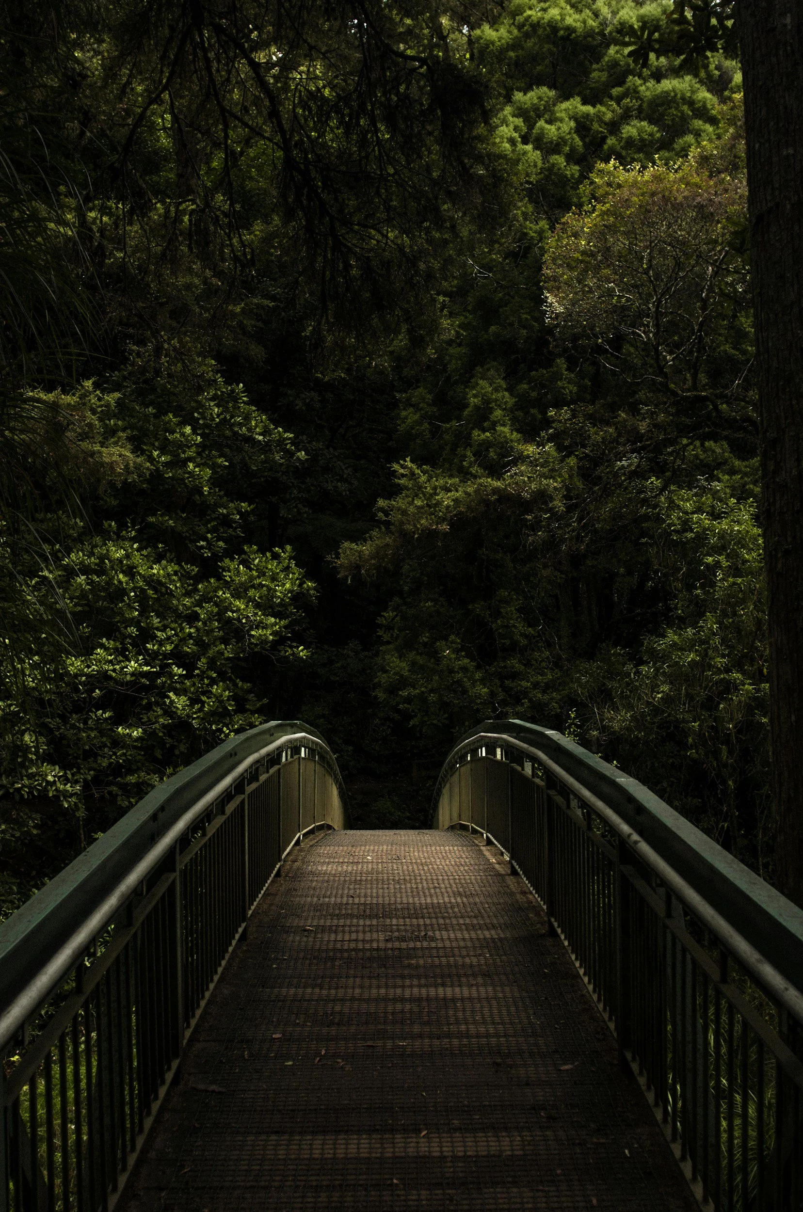 A wooded forest scene with a metal bridge leading into thick green trees and foliage.