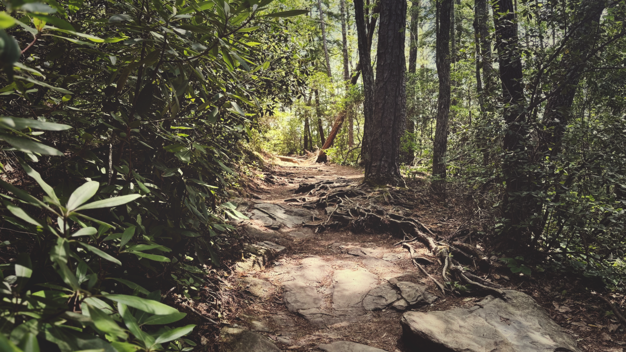 A sunlit forest trail with exposed tree roots and rocks surrounded by dense green foliage.